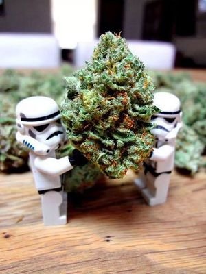 Cannabis!!!  :3