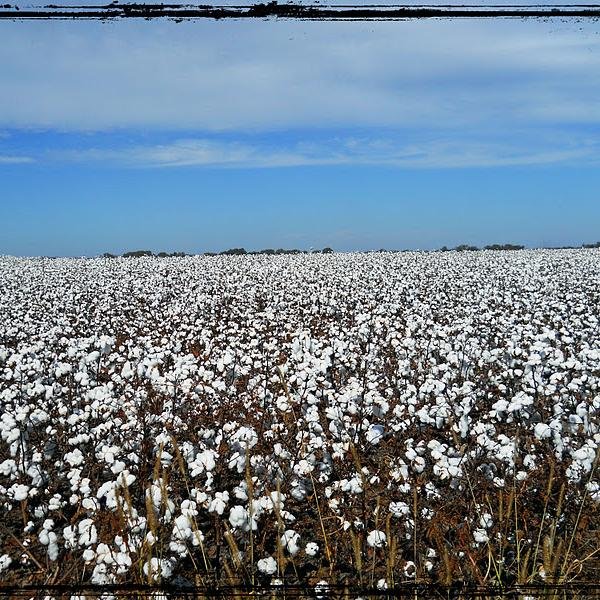 mcelliott74's profile picture. 