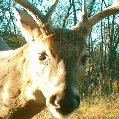 Mr_Bucky Profile Picture