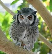 niboshissimo's profile picture. 別のアカウント知ってたらそっちフォローしてください