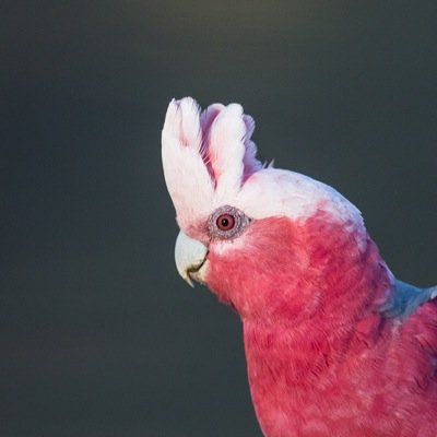 2_coxy's profile picture. 