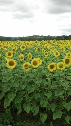 NeatRetreats's profile picture. 