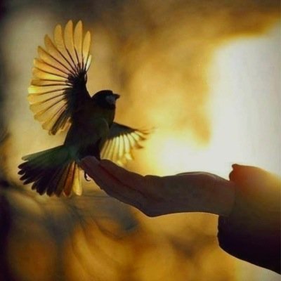 أنثى خضابها البوح ونزفها زعفران الحرف/لا أغرد خارج سرب بوحي