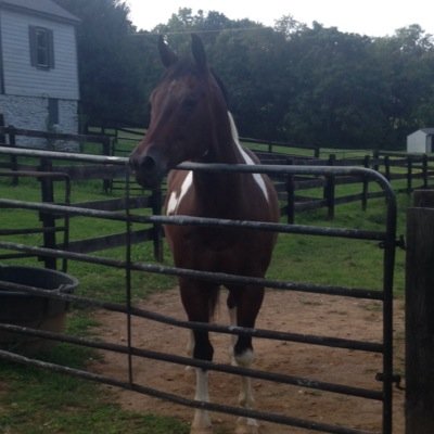I own a 9 year old Paint gelding.