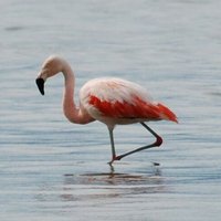 Ethel the Inflatable Flamingo (part-time rain god)(@Ethel2F) 's Twitter Profile Photo