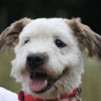 arundawndogrescue (@arundawn1) 's Twitter Profile