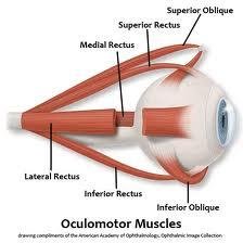 StrabismusMe's profile picture. 