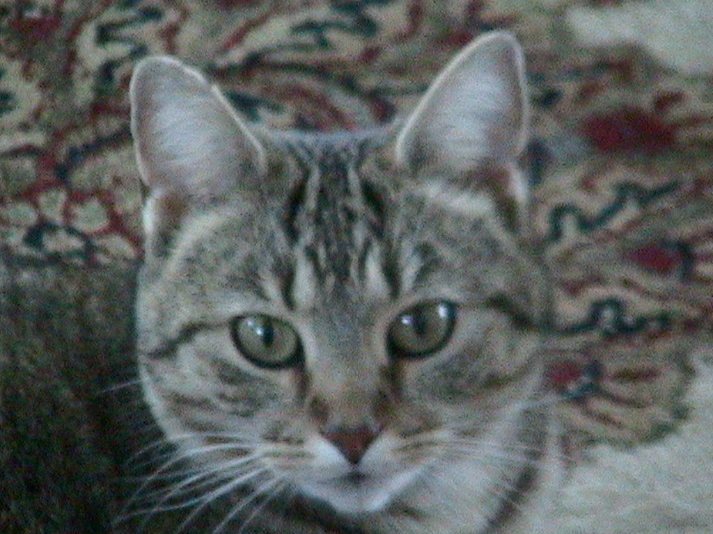 kitty68cat's profile picture. 