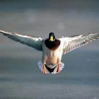 sih58lb's profile picture. 