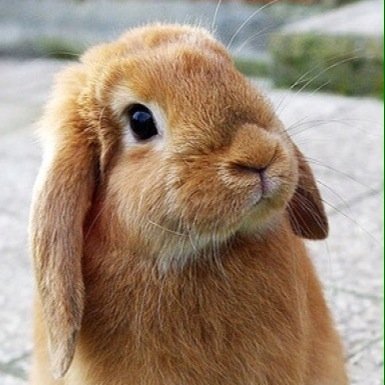 Rudiskr's profile picture. 