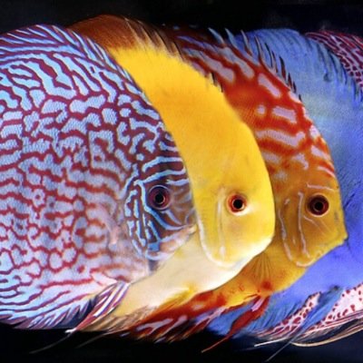 Beautiful aquarium pictures from around the world.
Send us pictures of your tanks and we will RT!