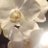 VGaani's profile image