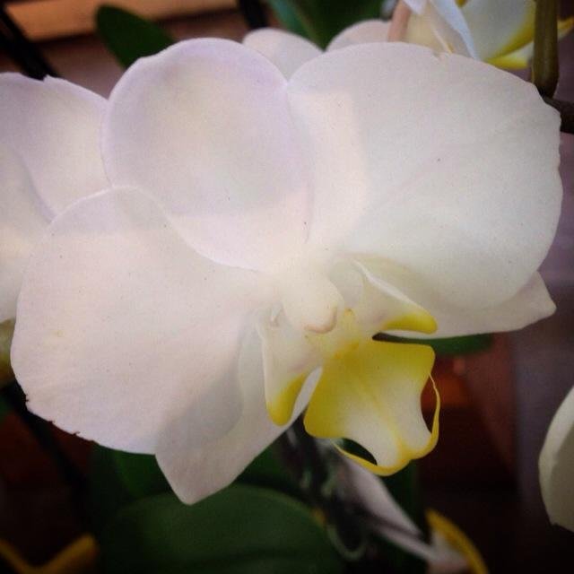 Plants_N_Petals's profile picture. 