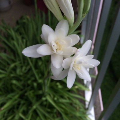 hinalewa's profile picture. 