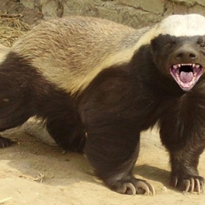 Honey Badger don't give a fuck I'm basiclly gossip girl