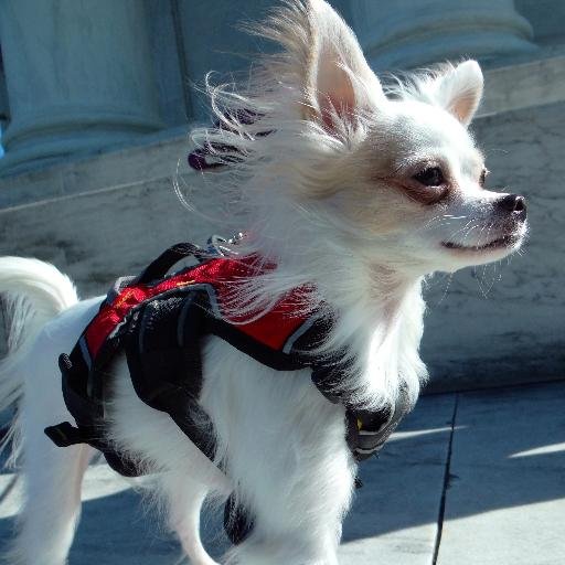 ThreetoTango's profile picture. Pet Loving Office Manager that needs the coffee to make the words.