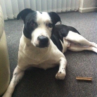 borderstaff's profile picture. Hello there friendly humans . I am Bailey , I'm a 22 month young Blue merlee border collie cross tan staffy bull terrier. I live with my humans who love me lots