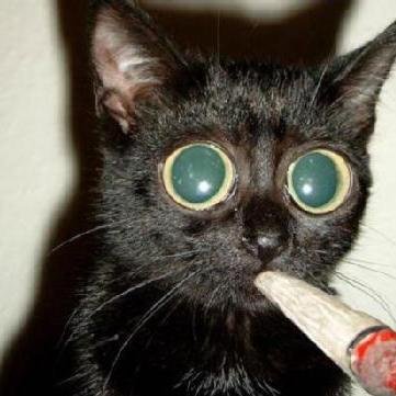 GOLmalo1984bets's profile picture. En un yate lleno de protitutas, pagado con vuestros 100€ del premium. Quizás algún día vuelva a estudiar picks y a pasarlos, saludos y no olvideis renovar.