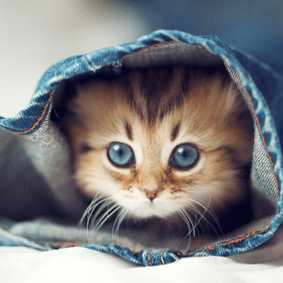 かわいい子猫画像 Koneko Cat Bot Twitter