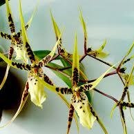 ramina223's profile picture. моё хобби создание бижутерии и авторские украшения