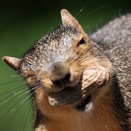 Yes I am a real squirrels @ Southern Methodist University. We love SMU mustangs. Not affiliated with the university or an official SMU account, opinions our own