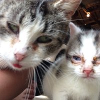 Cuddlepuffs (@cuddle_puffs) 's Twitter Profile