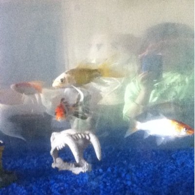 joybandal1's profile picture. I love the shaytards and o2l and ihascupquake.