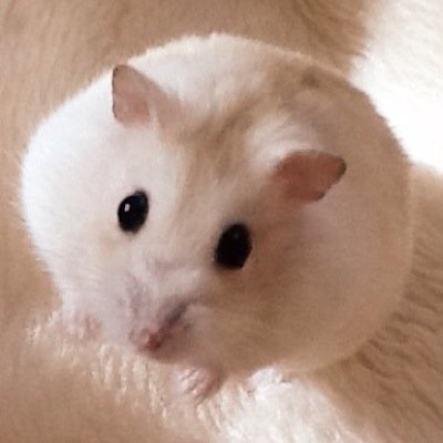 京都に行きたい審神者さん