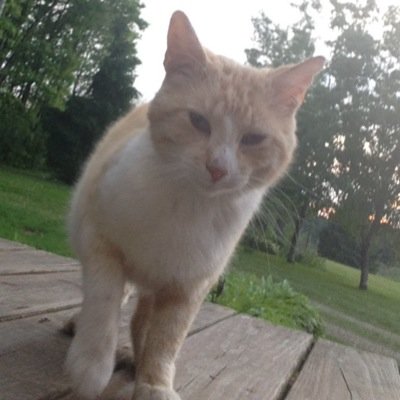 I'm Tucker, an orange and white short haired cat.(owner: @emily_erirish )