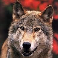 My name is Leia / female wolf / lone wolf / mate @BigBadWolf2014 / my family was hunted by hunters and i was forced to take the harsh world on my own