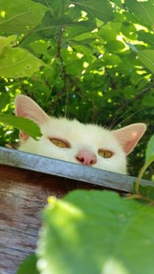 CuriousCat1962's profile picture. vintage and antiques frm here and there!