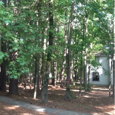 Please help! Approximately 3,500 trees to be cut down this summer. Truly heartbreaking to watch. People have been enjoying these trees for 30+ years.