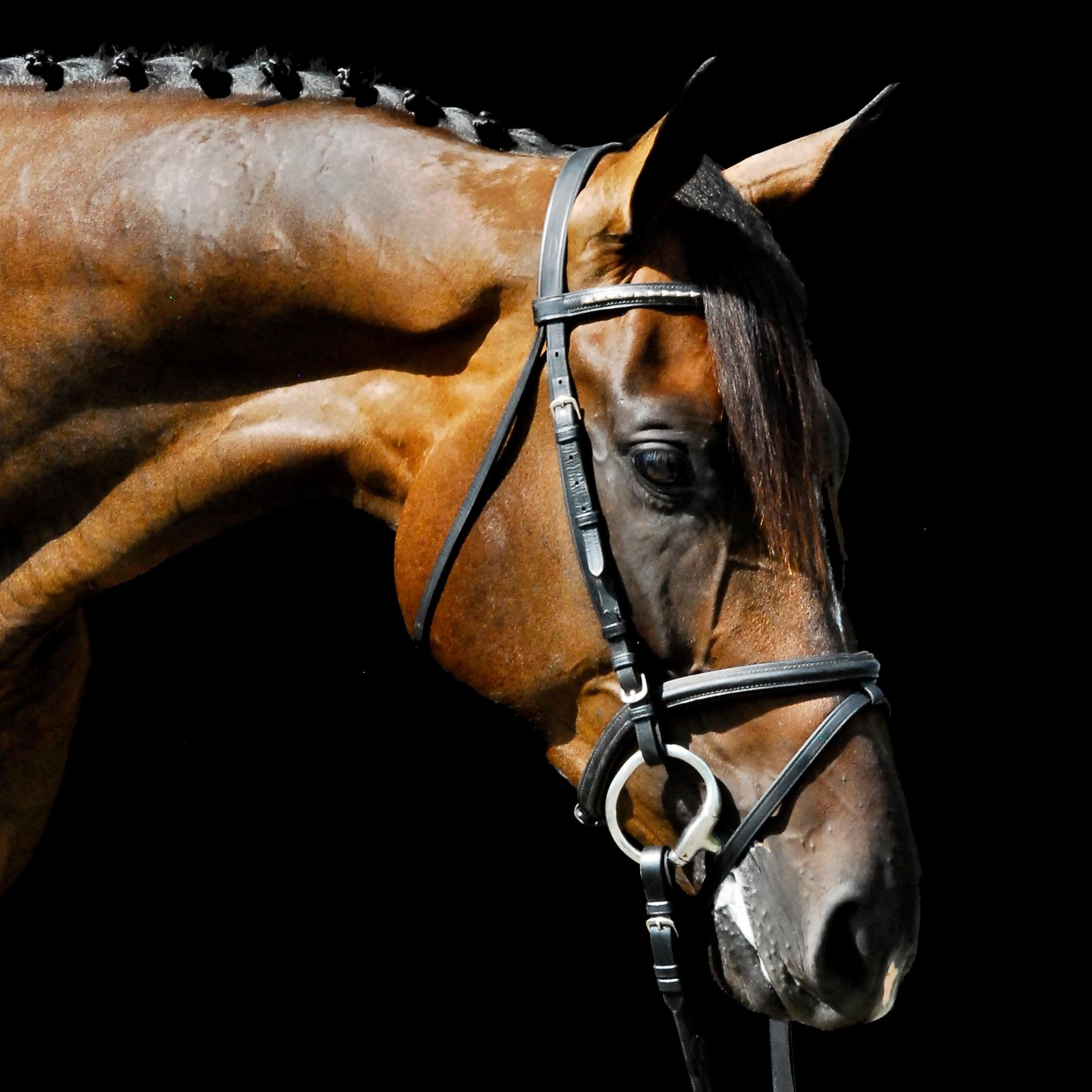 VisionaireEC's profile picture. Eventing and TB afficionado