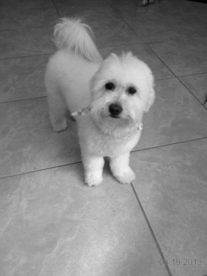 Owner of two adorable Goldendoodles, and these are our adventures.