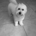 Kingsley & Dexter (@kingsleyanddex) Twitter profile photo Kingsley & Dexter (@kingsleyanddex) Twitter profile photo
