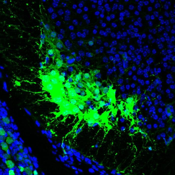 scientist, Developmental neuroscience Geek