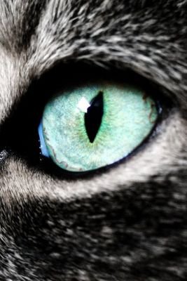 HopakrPuppe's profile picture. 