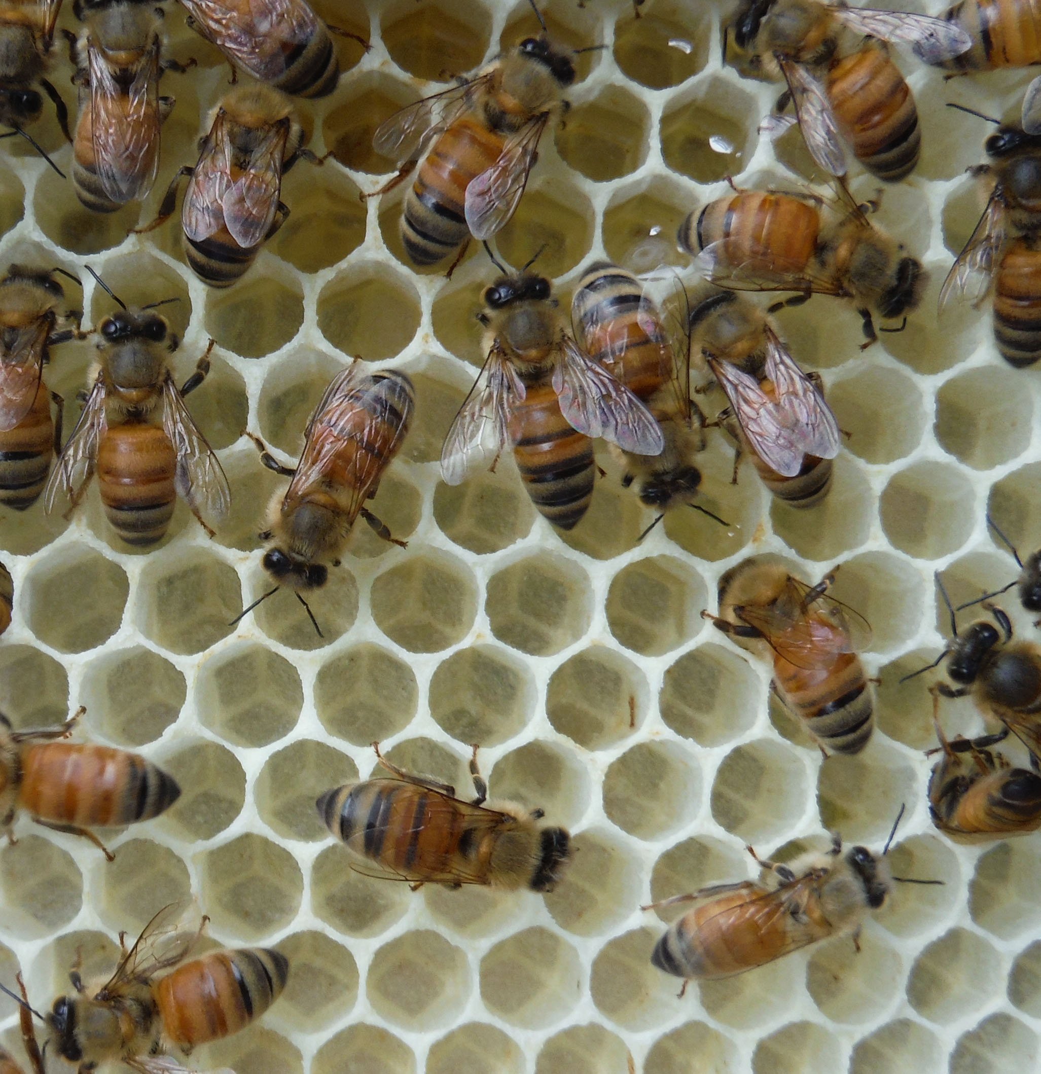 Beekeeper in central Mississippi.