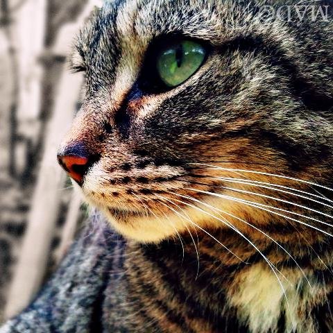 Shecat, Single. Don't tell me you love me, it's a lie. I live in sorrow alone in this world of ours. I only have my sorrow. I can't and won't trust.