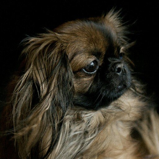 LilliePoppies's profile picture. The world's CUTEST shih-tzu-disguised-as-a-tibbie! @RogueFrenchFry is my mom/secretary.