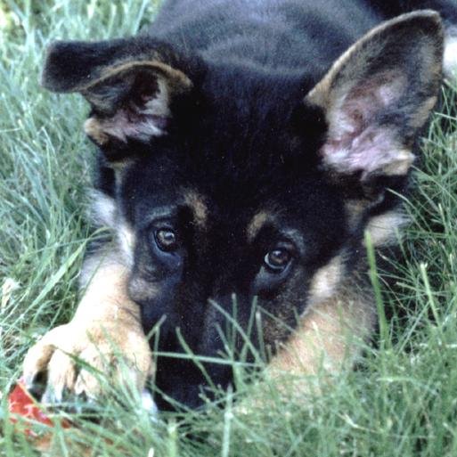 PL1776's profile picture. Christian. American. Constitutionalist. #IStandWithIsrael † Romans 10:9-11 Ephesians 2:8-9  Galatians 6:14