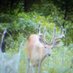 iHunt (@killdeer3) Twitter profile photo