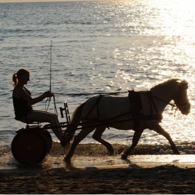 Sappos's profile picture. I like animals more than I like people 🦄🐱🐔