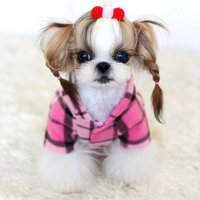 Pet Shop (@petshopperu) 's Twitter Profile
