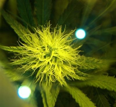 GLBCo is committed to providing top quality organic bud's, seeds, clones and building custom state of the art grow environments.
