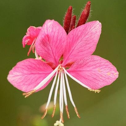 SueSkanet's profile picture. 