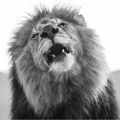 OrthScience's profile picture. 