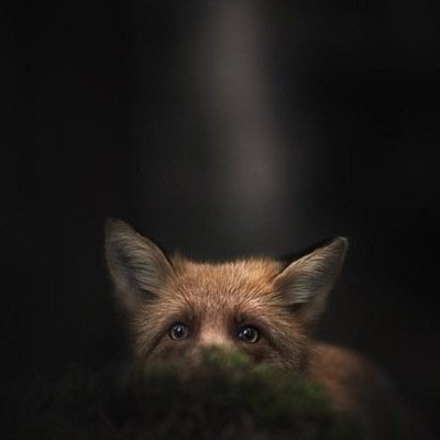 SchweppesWap's profile picture. AIS