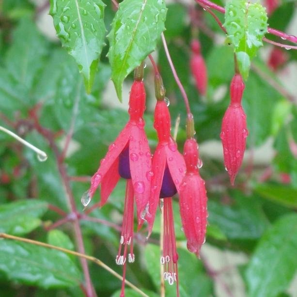 I inherited an overgrown jungle that was promptly cut down -- only to have weeds take its place (and never leave). Join me in my gardening adventure.