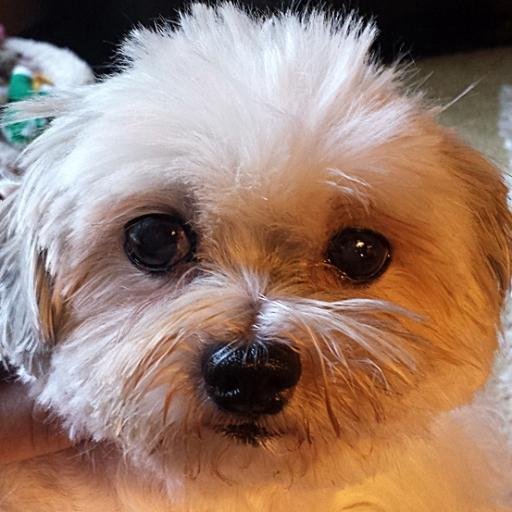 Adopted as a senior dude June 2011/OTRB March 20,2016 I'm a Mal-Shi Dude..ImOTRB now but I help my sister Missy run a huge Pink Mall...we keep busy xo